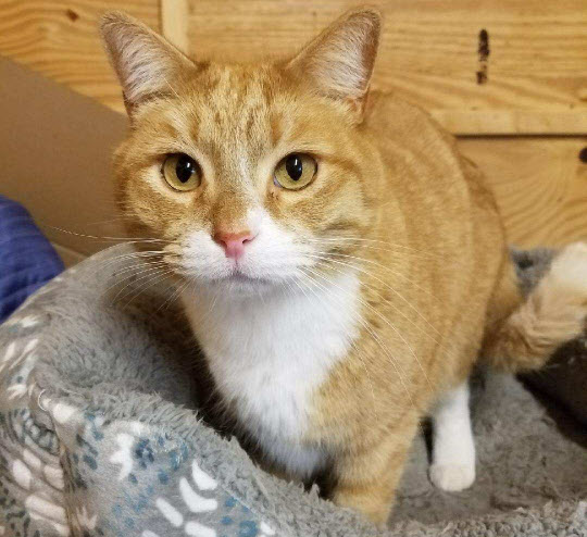 Wonderful William