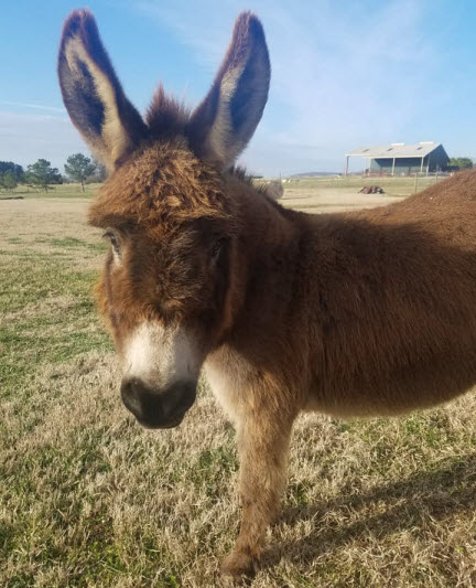 Eeyore