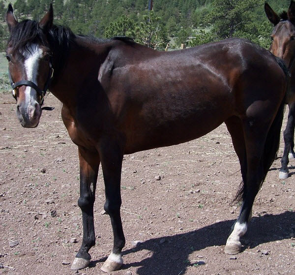 Hopalong