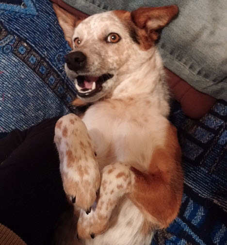 Nipper